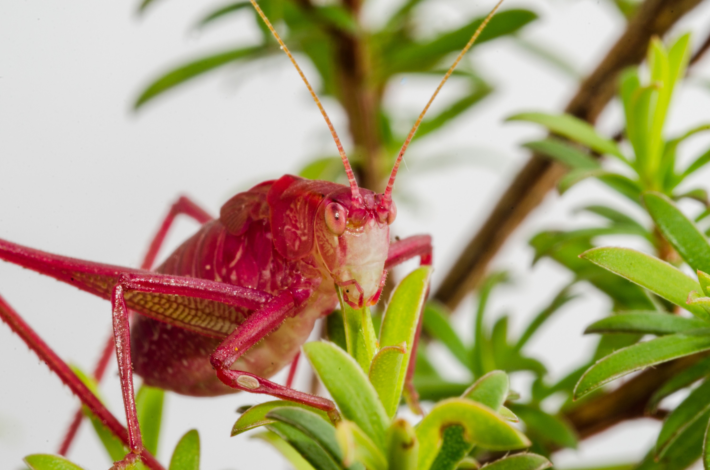 DSC_0572 – Caedicia simplex, Crispin, Katydid, insect, new, nz, zealand, JAN17